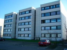 Stranddistel