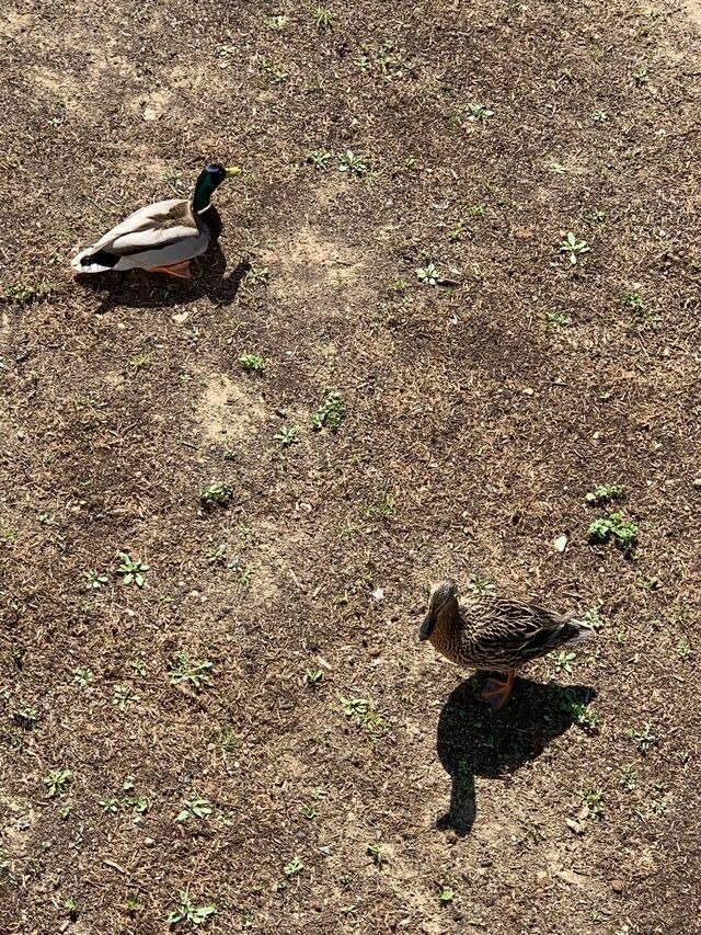 Ferienwohnung in K&uuml;hlungsborn - Achter Wiek - Bild 25