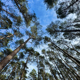 Ferienhaus in Baabe - Villa H&uuml;gel - Baabe - Bild 25