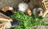 Ferienwohnung in Fehmarn OT Staberdorf - Tenne 3 - Bild 17
