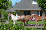 Ferienwohnung in Fehmarn OT Staberdorf - Tenne 3 - Bild 19