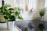 Ferienwohnung in Timmendorfer Strand - Haus Seepferdchen am Meer Appartement 4 - Bild 21