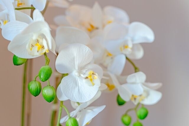 Ferienwohnung in Bosau - De H&uuml;&uuml;s achtern Sandlid Haus B - Bild 10
