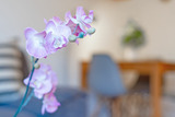 Ferienwohnung in Niendorf/Ostsee - Haus Carpe Diem Strandnest - Bild 12